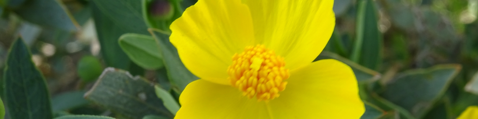 Bush Poppy