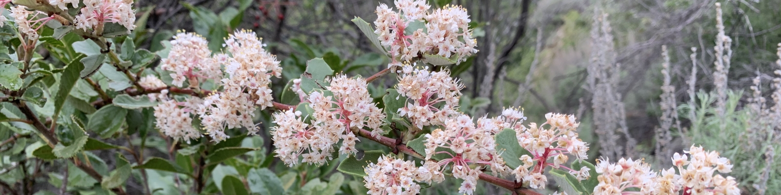 Ceanothus