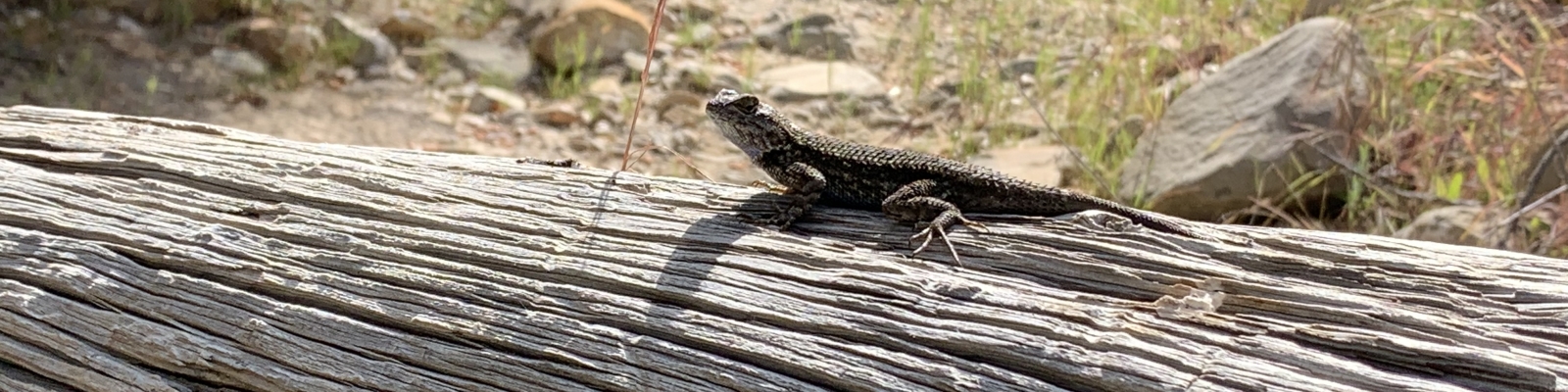 Lizard