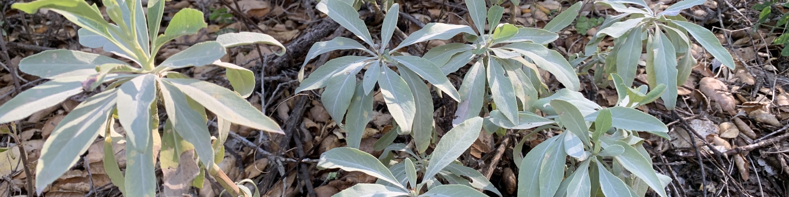 White Sage