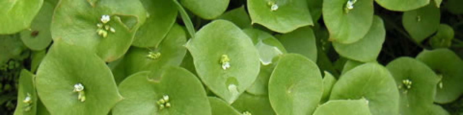 Miner's Lettuce