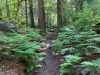 Highline Trail ferns and pines on the Mogollon Rim